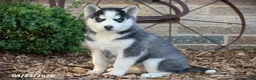 Siberian Husky dogs for sale: Natalie - Ad 1