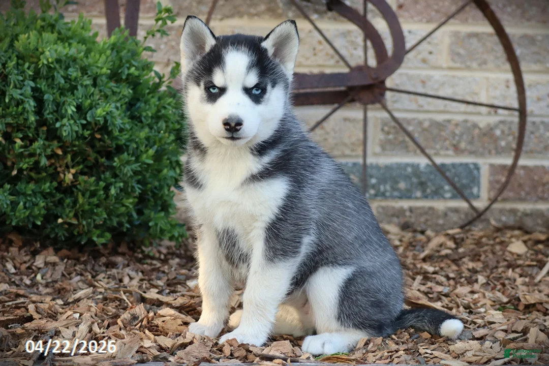 Siberian Husky dogs for sale: Natalie - Ad 1