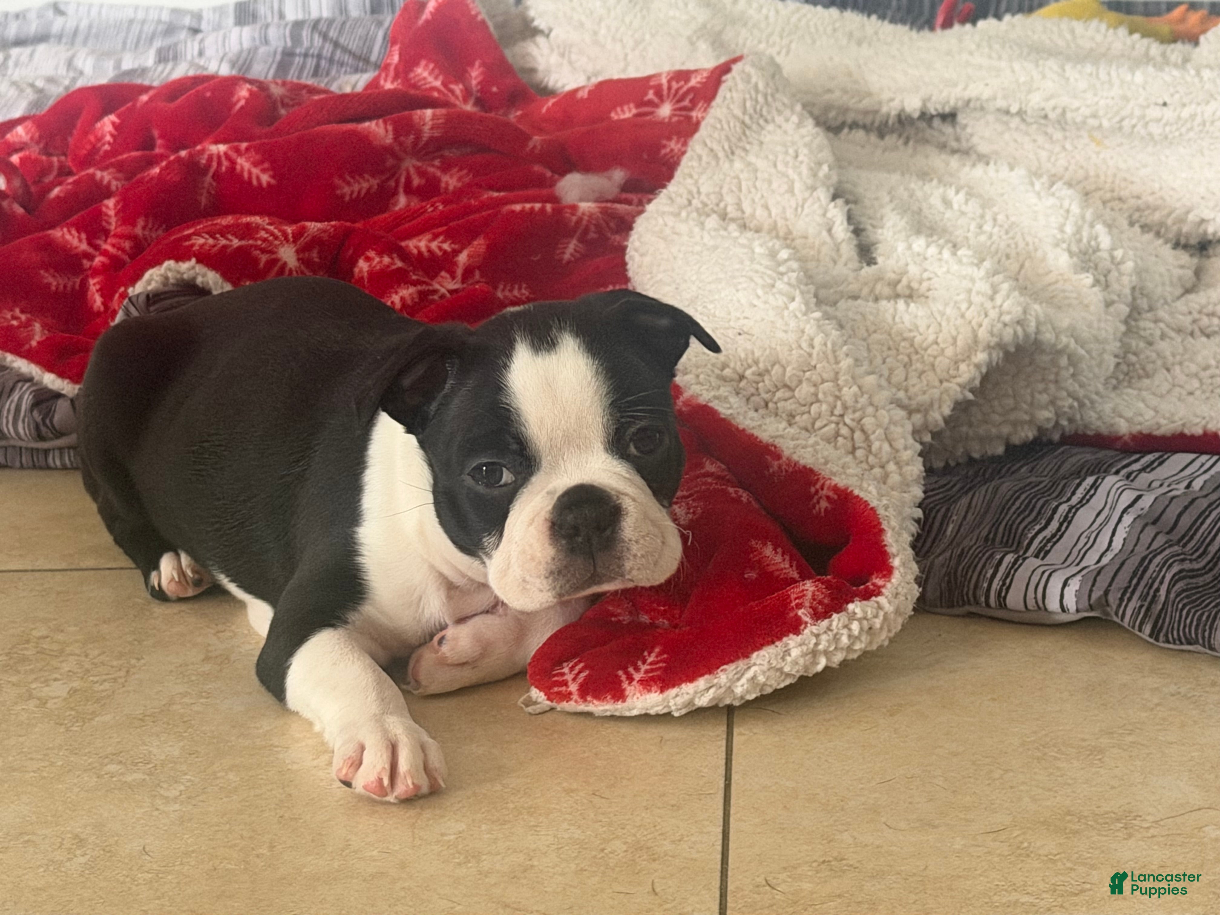 Boston Terrier dogs Boston Terrier 3 - Ad 34