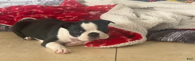 Boston Terrier 3
