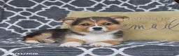 Welsh Corgi Pembroke dogs for sale: Hattie - Ad 4