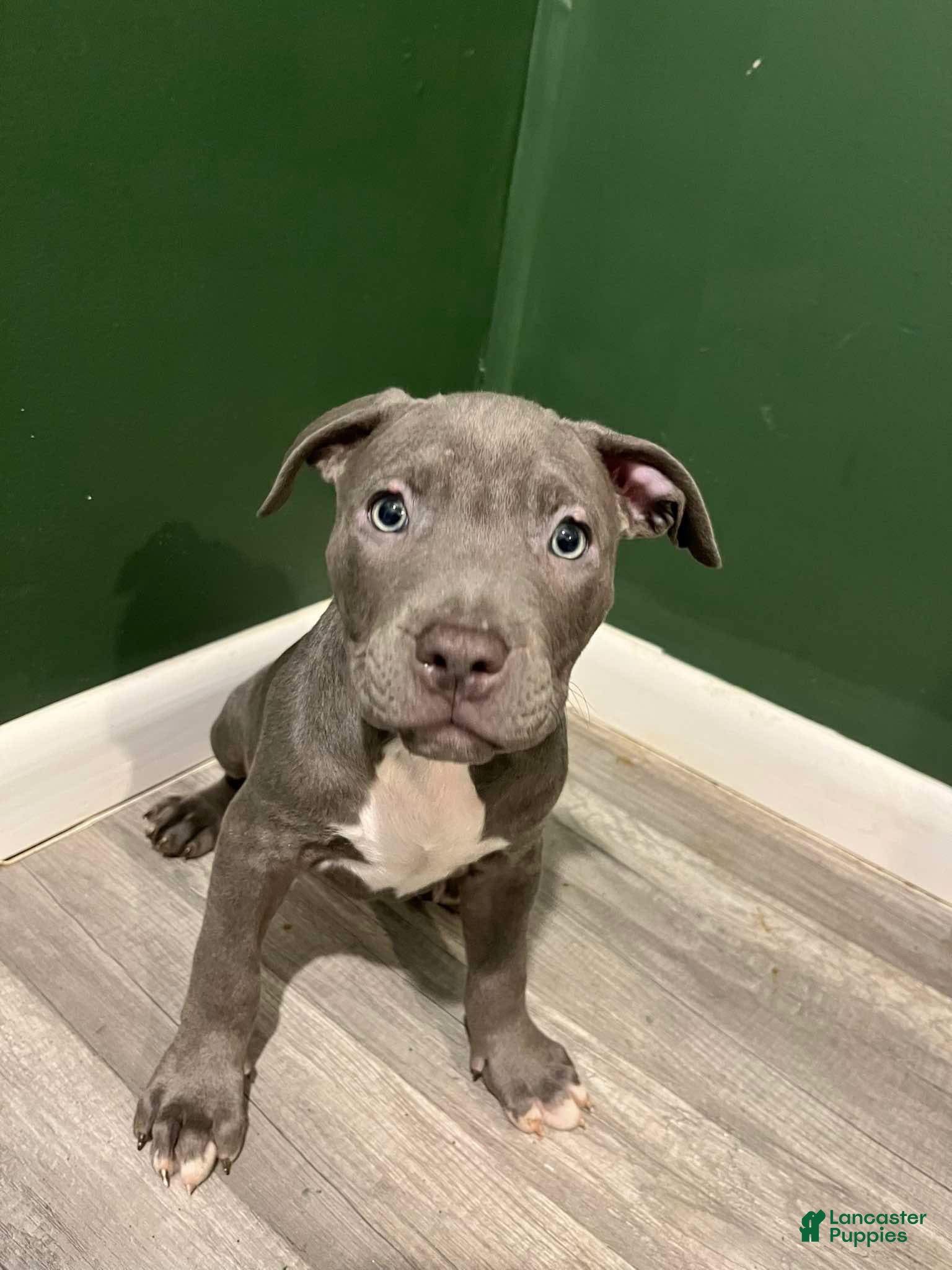 American Bulldog dogs American Bulldog Puppy 1 - Ad 4