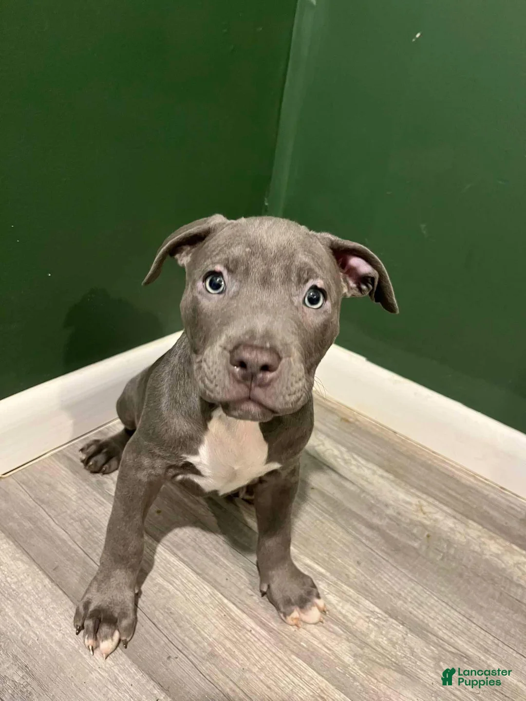 American Bulldog dogs for sale: American Bulldog Puppy 1 - Ad 1