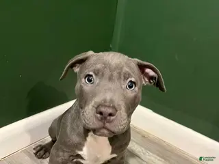 American Bulldog dogs American Bulldog Puppy 1 - Ad 4