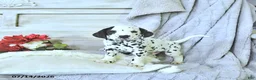 Dalmatian dogs for sale: Reese - Ad 1