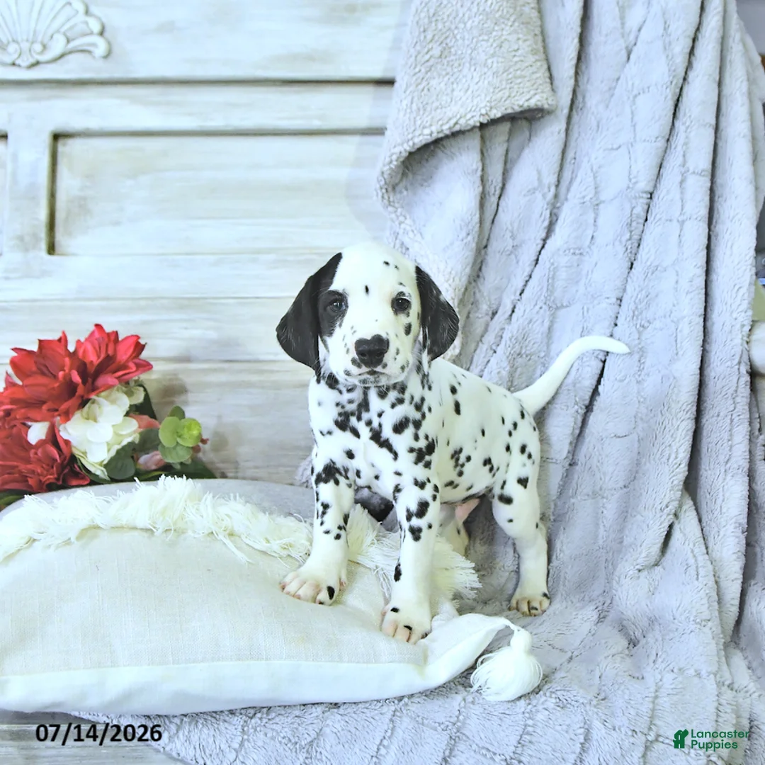 Dalmatian dogs for sale: Reese - Ad 1