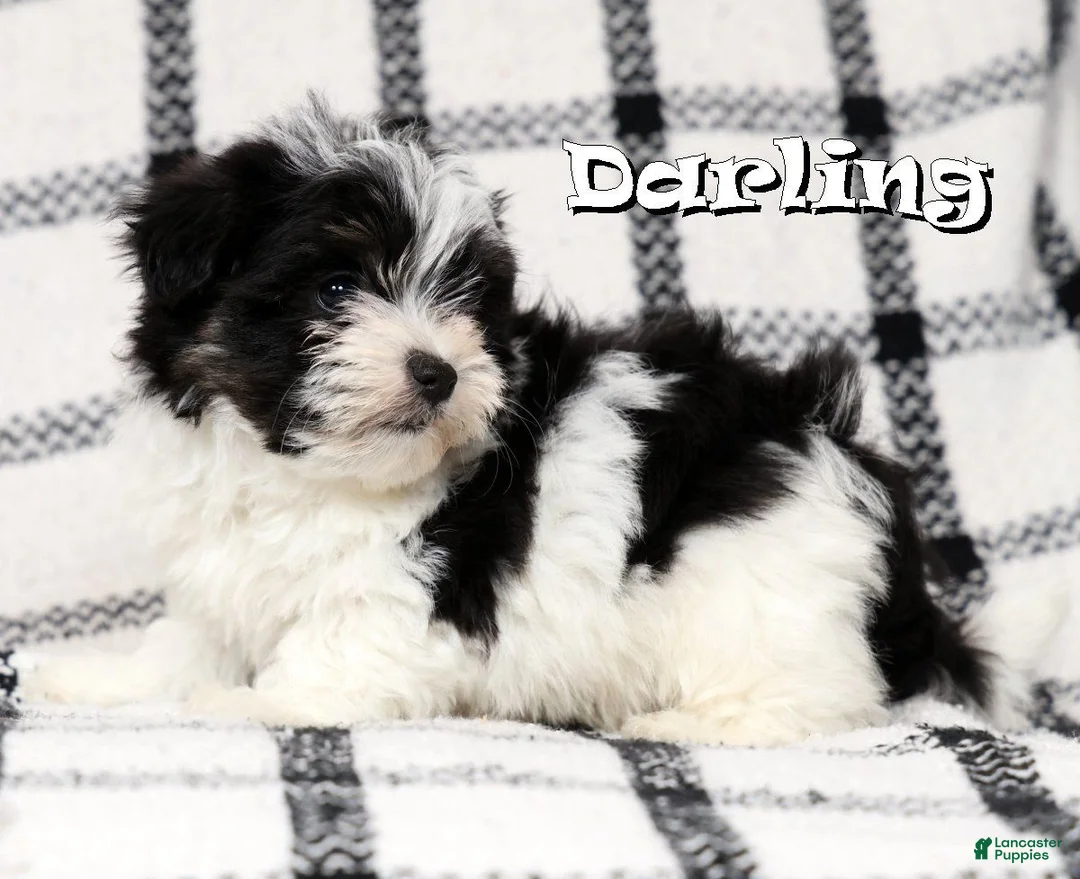Morkie dogs for sale:  Darling - Ad 2