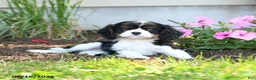 Cavalier King Charles Spaniel dogs for sale: Bingley - Ad 3
