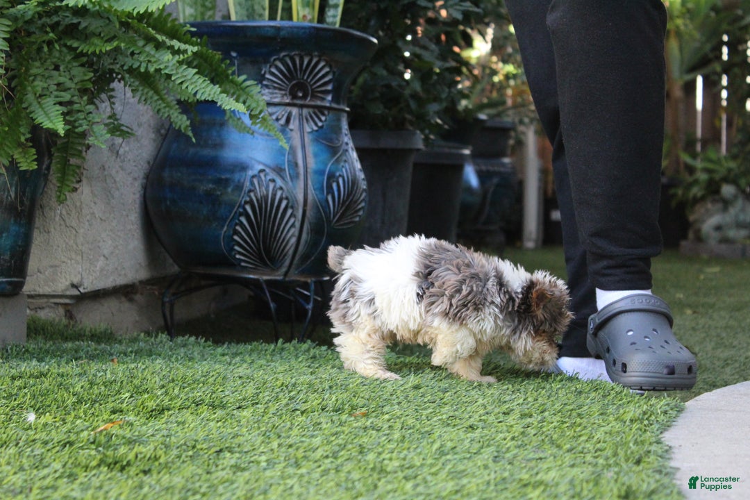 Yorkshire Terrier dogs for sale: Yorkshire Terrier Puppy 1 - Ad 4