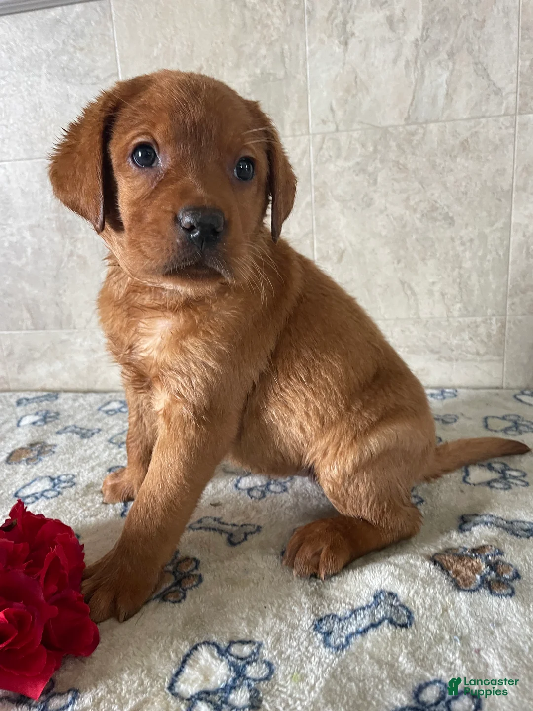 Labrador Retriever dogs for sale: Serena - Ad 1