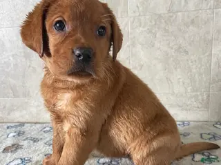 Labrador Retriever dogs Serena - Ad 12