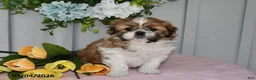 Shih Tzu dogs for sale: Lilac - Ad 4