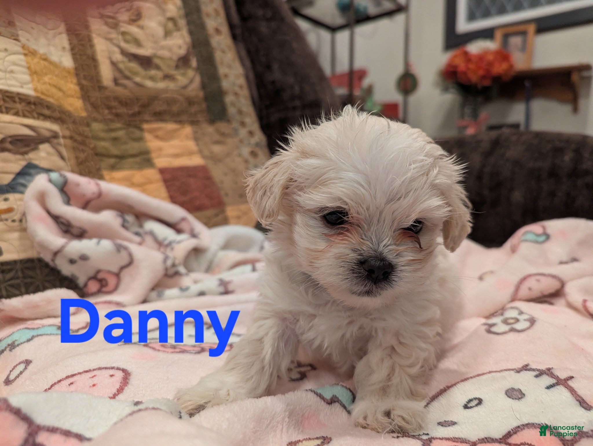 Malshi dogs Danny - Ad 3