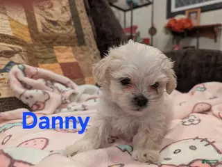 Malshi dogs Danny - Ad 3
