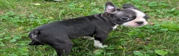 Frenchton dogs for sale: Jane - Ad 1
