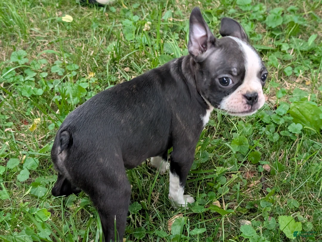 Frenchton dogs for sale: Jane - Ad 1