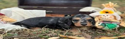 Miniature Dachshund dogs for sale: SILKY DAPPLE  - Ad 6