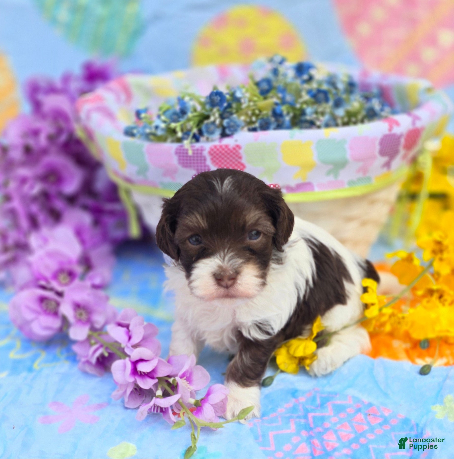 Havapoo dogs Churro  - Ad 16