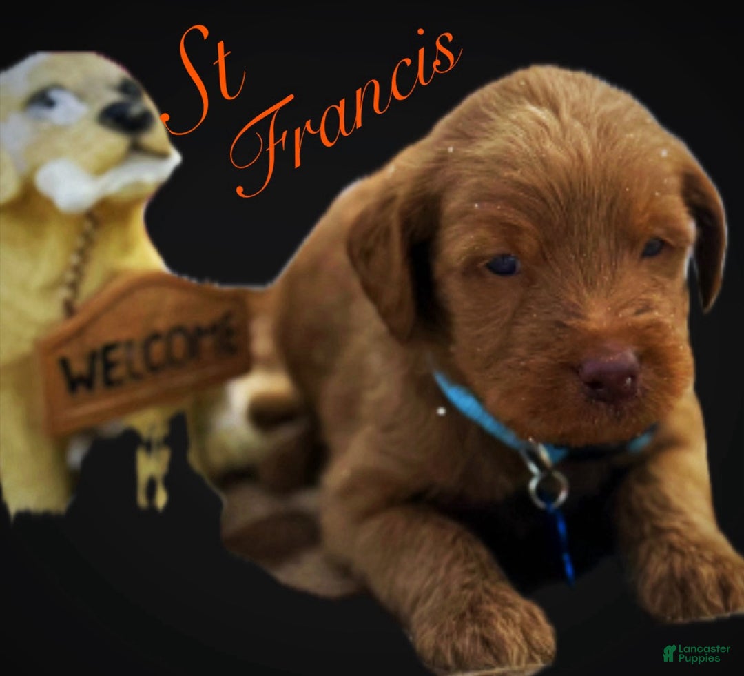 Labradoodle dogs for sale: Labradoodle Puppy 1 - Ad 1