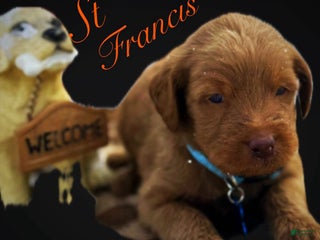 Labradoodle dogs Labradoodle Puppy 1 - Ad 2