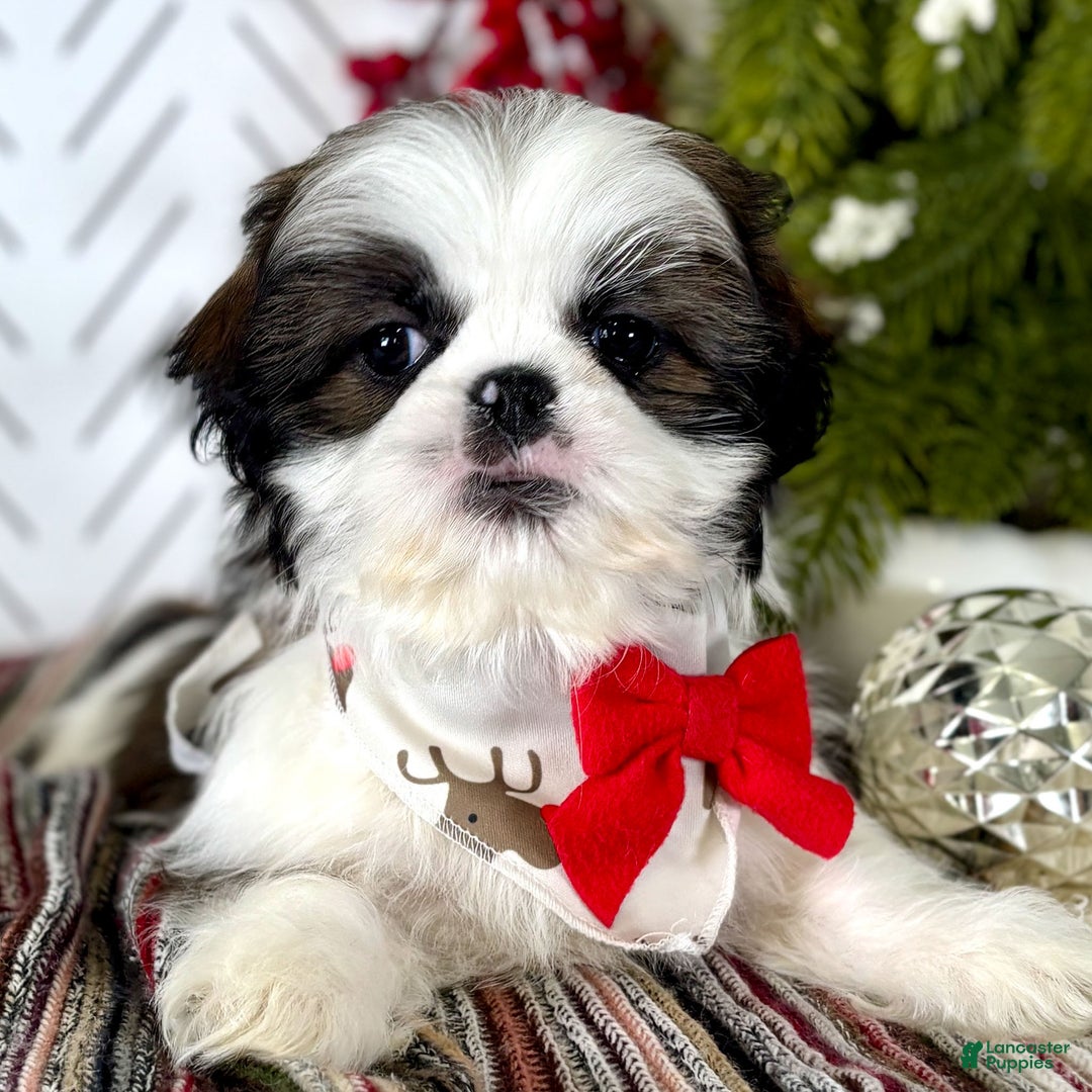 Shih Tzu dogs for sale: Cedar - Ad 5