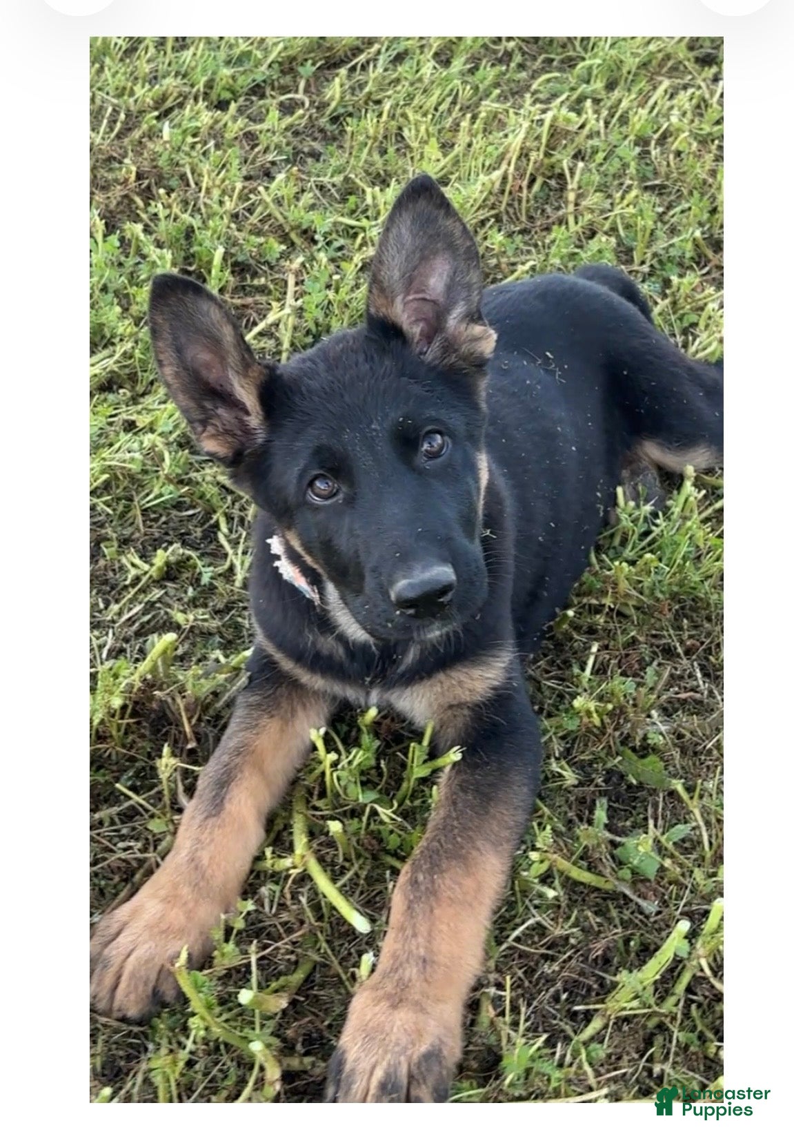 German Shepherd dogs Flair multi color collar girl - Ad 1