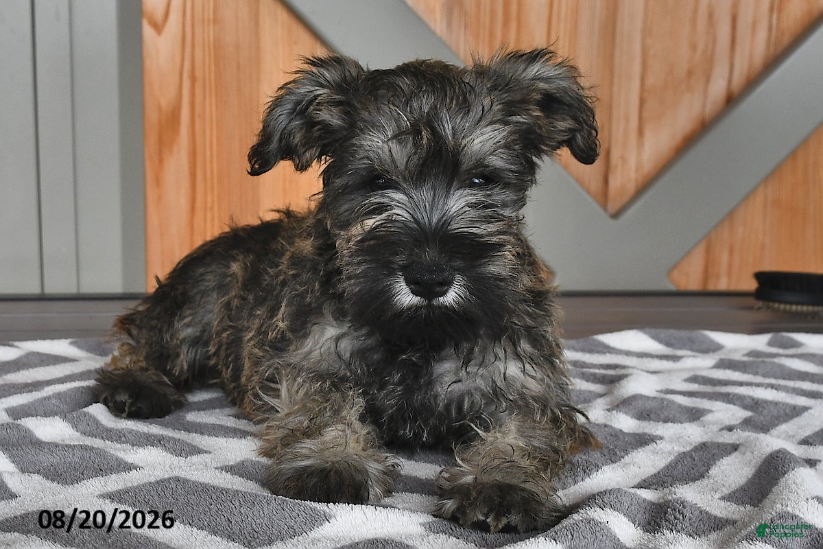 Miniature Schnauzer dogs Mindy - Ad 2