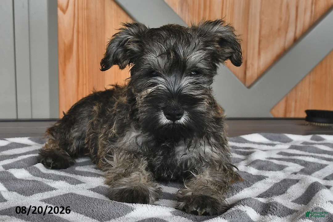 Miniature Schnauzer dogs for sale: Mindy - Ad 2