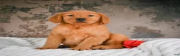 Golden Retriever dogs for sale: Luna - Ad 6