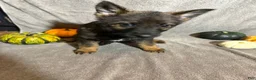 German Shepherd dogs for sale: Winnie (Silver Collar Female)  - Ad 2
