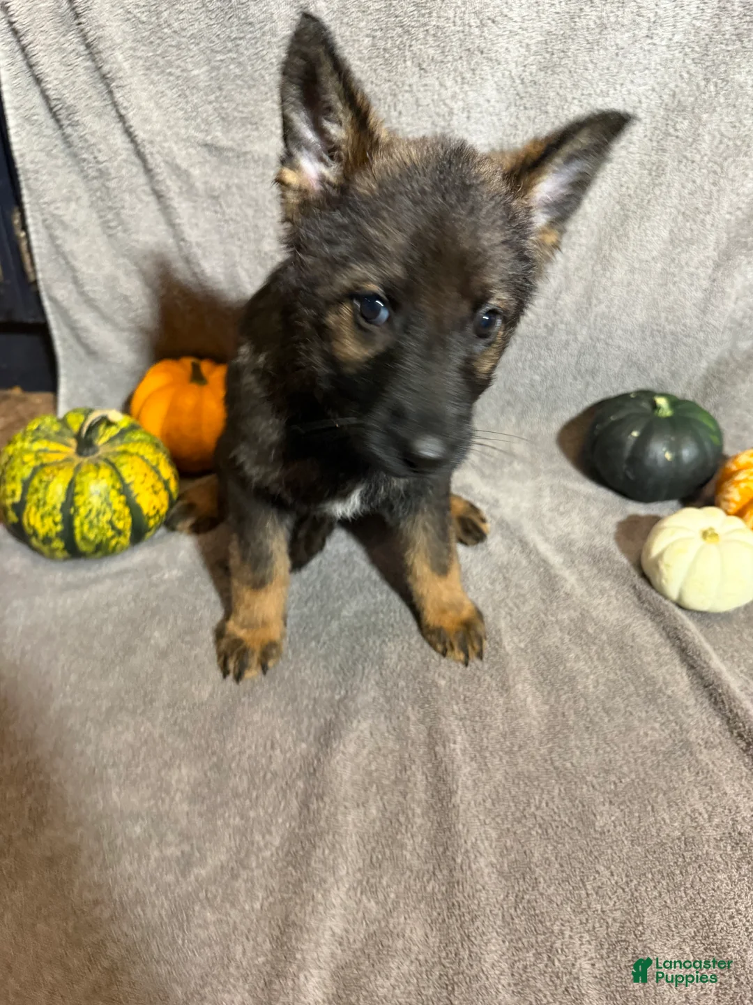 German Shepherd dogs for sale: Winnie (Silver Collar Female)  - Ad 2