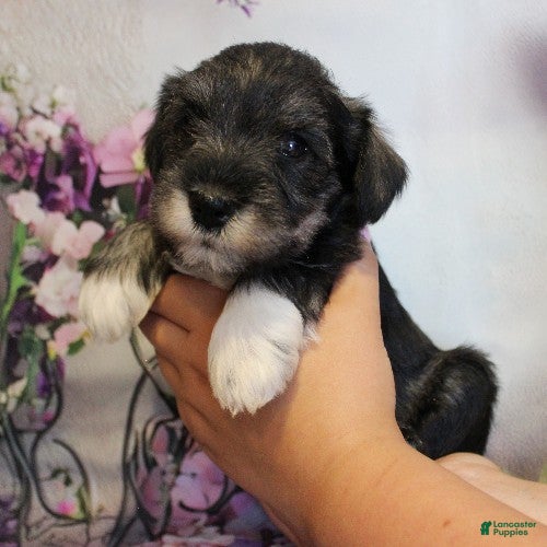 Miniature Schnauzer dogs Tanner - Ad 2