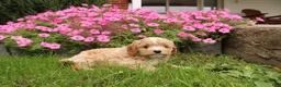 Cavapoochon dogs for sale: Max - Ad 6