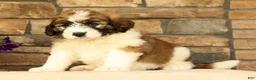 Saint Berdoodles dogs for sale: Dozer - Ad 4