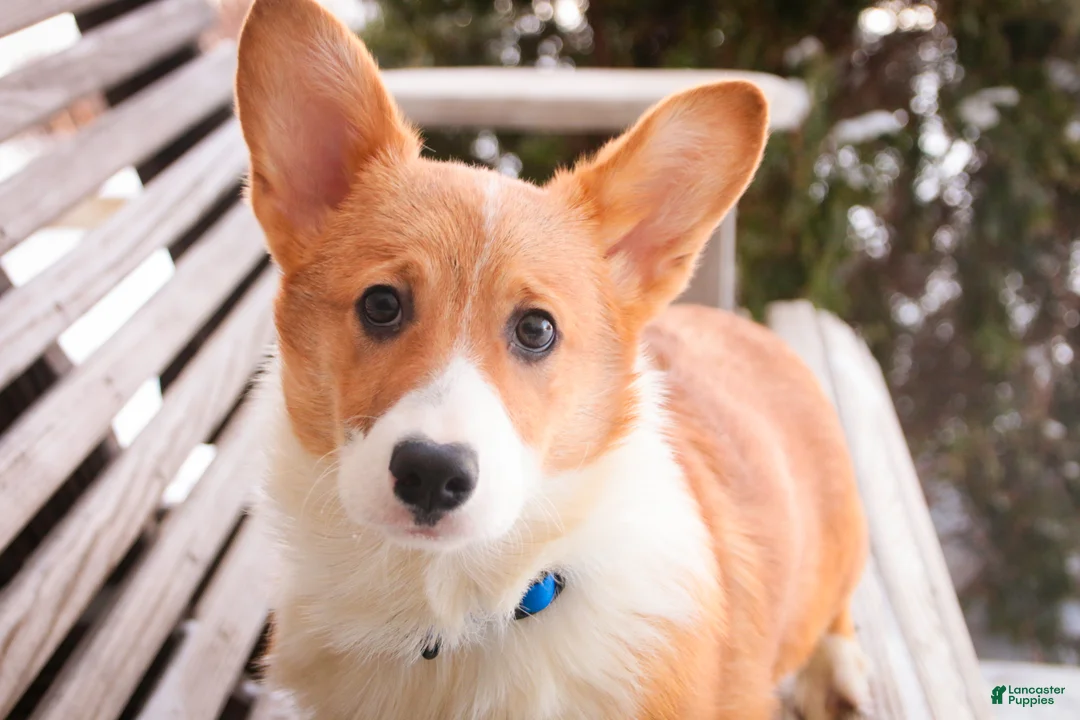 Welsh Corgi Pembroke dogs for sale: Steele - Ad 3