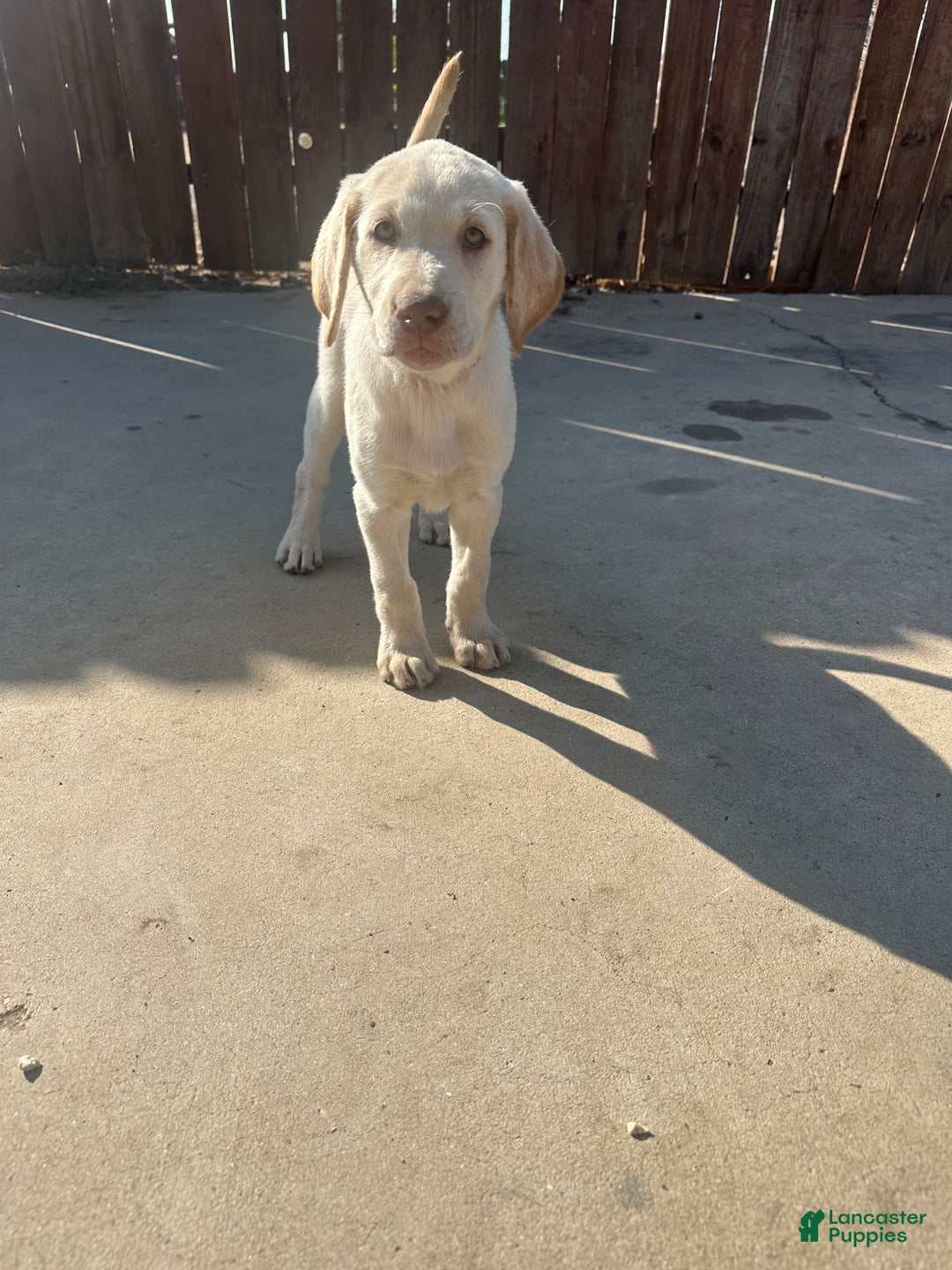 Labrador Retriever dogs for sale: Labrador Retriever Puppy 4 - Ad 2