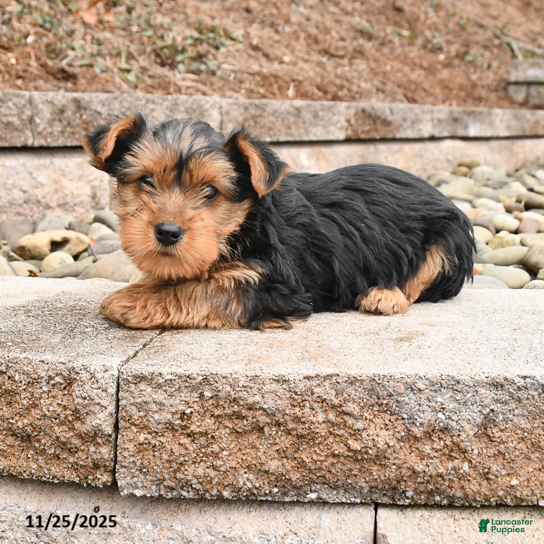 Yorkshire Terrier dogs for sale: Katie - Ad 1