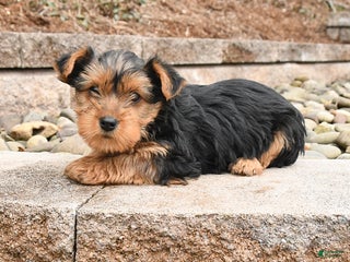 Yorkshire Terrier dogs Katie - Ad 30