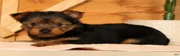 Yorkshire Terrier dogs for sale: Vicki - Ad 6