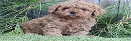 Miniature Poodle dogs for sale: Miniature Poodle 1 - Ad 2
