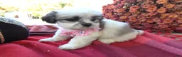 Shih Tzu dogs for sale: Shih Tzu 6 Pinky - Ad 2