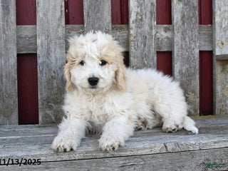 Bernedoodle dogs Rosie - Ad 21