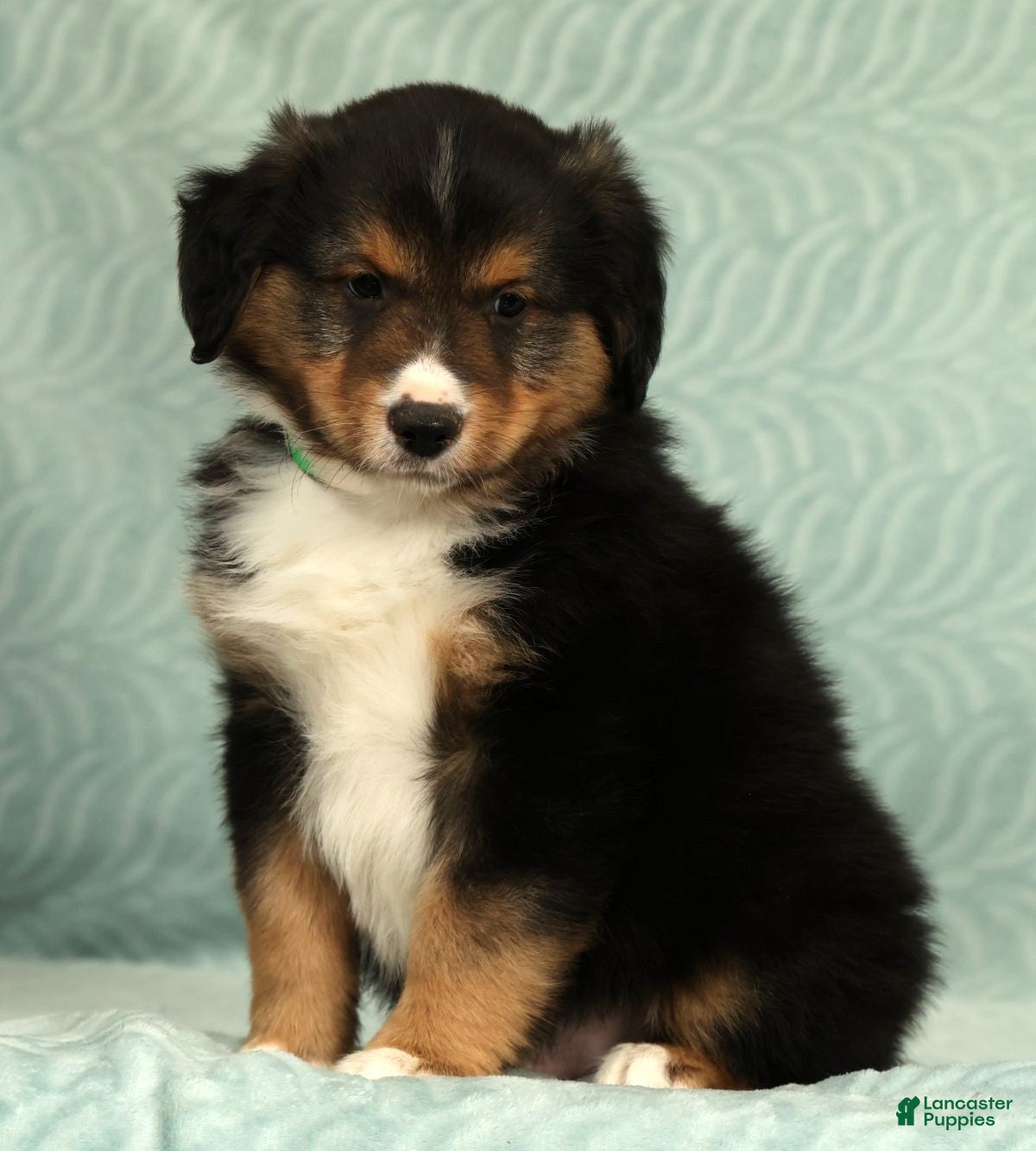 Australian Shepherd dogs for sale: Dallas - Ad 4