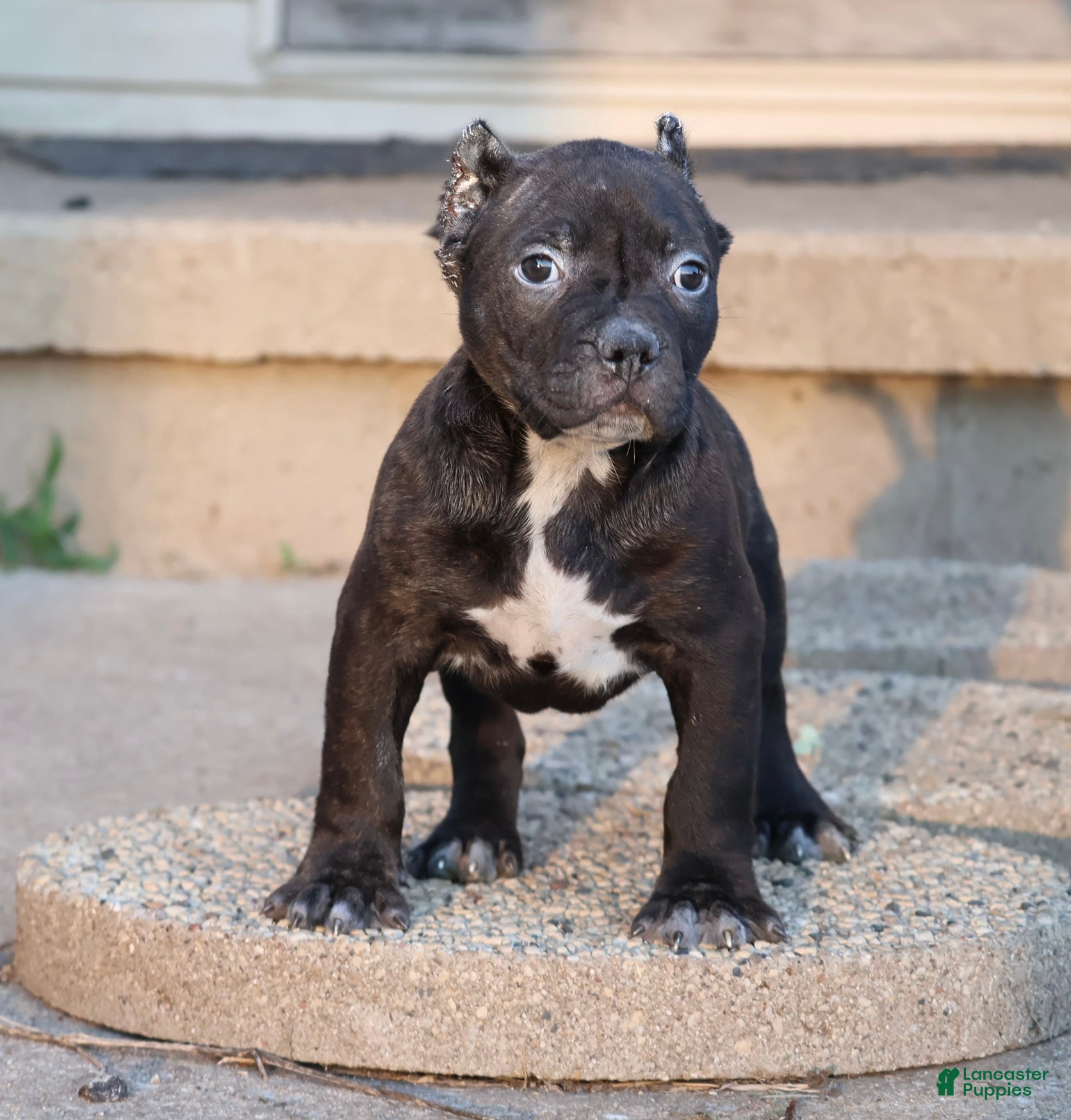 American Bully dogs Osiris - XL - ABKC - Ad 1