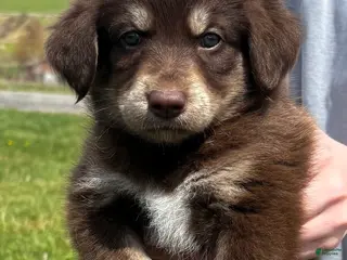 Huskipoo dogs C.C. - Ad 4
