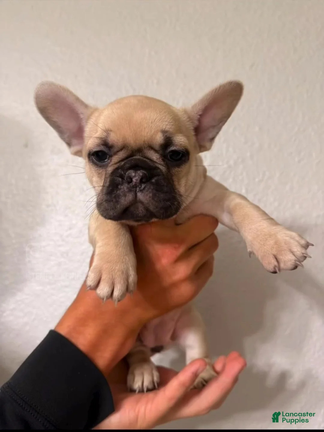 French Bulldog dogs for sale: Sandy - Ad 2