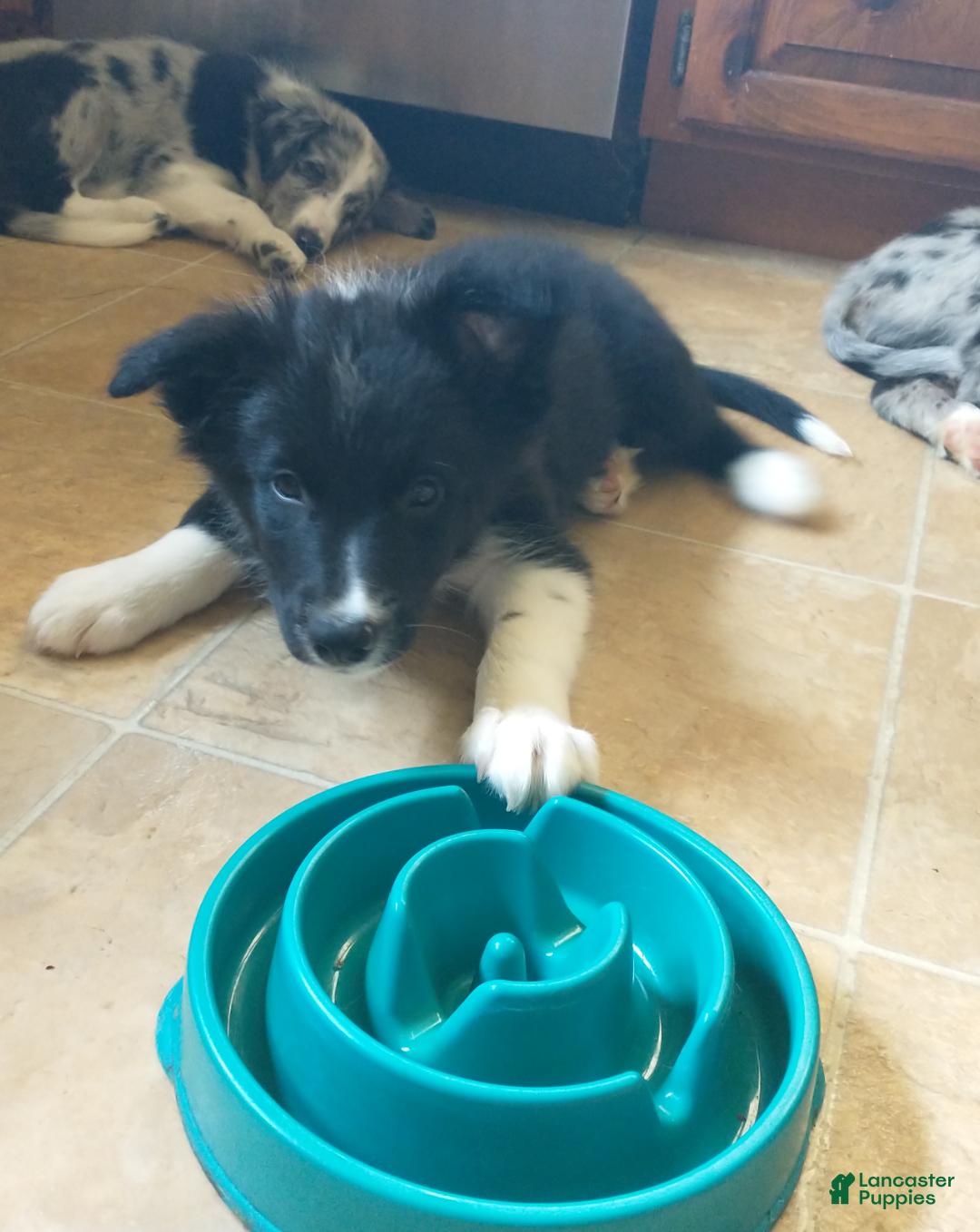Border Collie dogs Cole - Ad 40