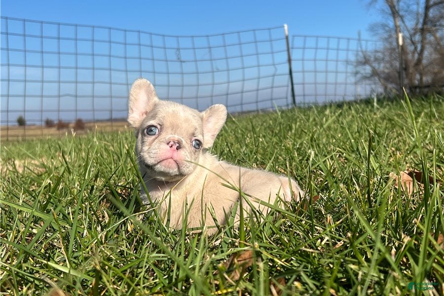 German Shepherd dogs Aria - Ad 17