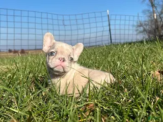 German Shepherd dogs Aria - Ad 4