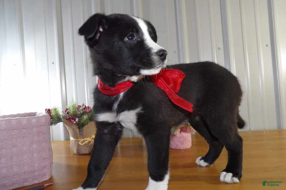 Gallery Image {{count}}